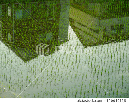 Houses reflected in rice paddies immediately after planting Houses reflected in rice paddies immediately after planting 130050118
