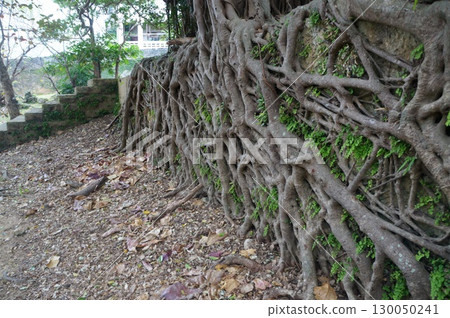 那霸曹源寺 130050241