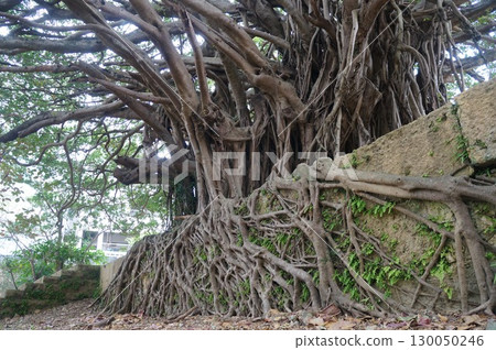 那霸曹源寺 130050246