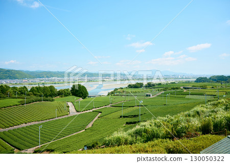 牧之原高原的茶園 130050322