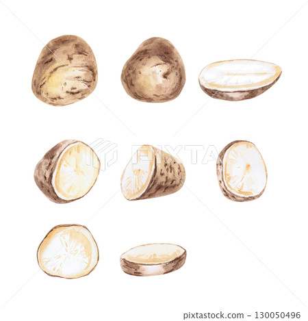 Set of halves, parts and whole potatoes. Isolated watercolor illustration on the theme of vegetables for the design of packaging of seed materials, restaurant menus, culinary recipes, labels. 130050496