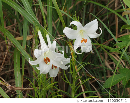 公園一角盛開著白百合 130050741