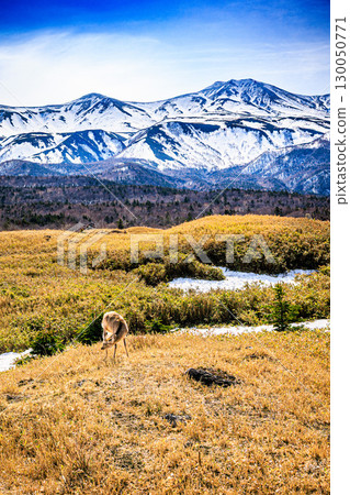 Ezo deer living in the wilds of Shiretoko 130050771