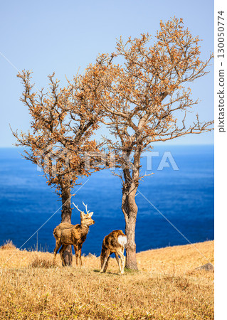 The wilderness and spectacular scenery of Shiretoko World Heritage Site 130050774