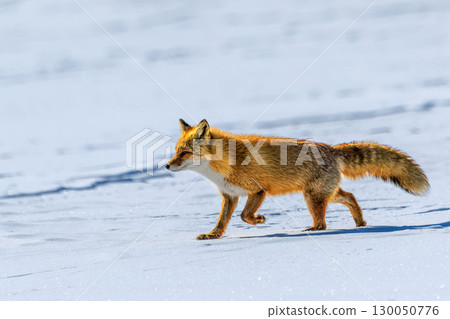 The red fox living in Hokkaido in winter 130050776