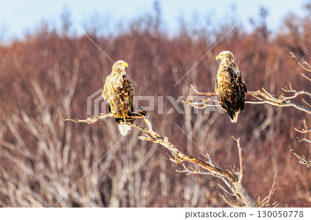 兩隻白尾鷹守護冬季森林 兩隻白尾鷹守護冬季森林 130050778