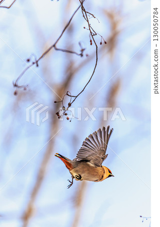 拍打翅膀之美：太平鳥的飛行 130050784