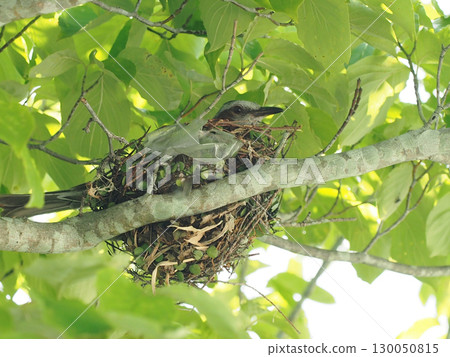 用回收材料製作的鳥巢（雌性棕耳鵯在巢中孵蛋） 130050815