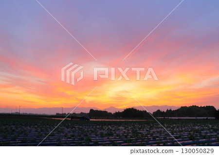 Sunset sky, cultivated land Sunset sky, cultivated land 130050829