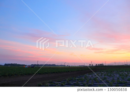 Sunset sky, cultivated land Sunset sky, cultivated land 130050838
