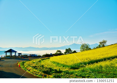 新潟縣小千谷市山本山高原的早春油菜花田風光 130051251