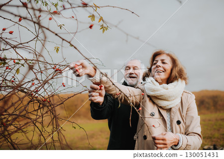 Elderly couple harvesting rose hips in fall nature. 130051431
