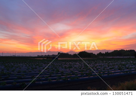Sunset sky, cultivated land Sunset sky, cultivated land 130051471