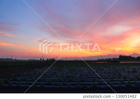 日落天空,耕地 日落天空,耕地 130051482