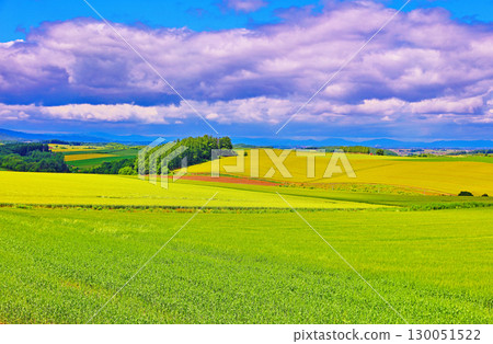 美瑛一角 130051522