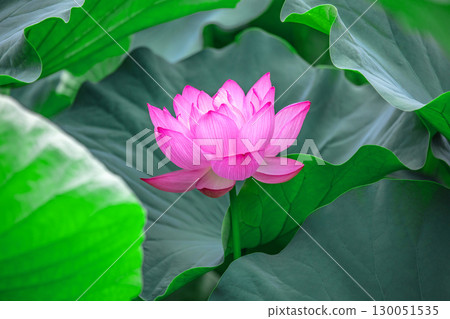 Oga lotus peeking out from between the leaves Oga lotus peeking out from between the leaves 130051535