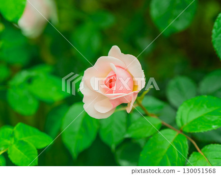 Beautiful pink roses Beautiful pink roses 130051568