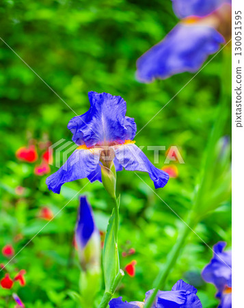 多彩的鳶尾花 130051595