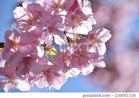 陽光下的櫻花 盛開的河津櫻花在清晨的陽光下閃耀（特寫） 130051726