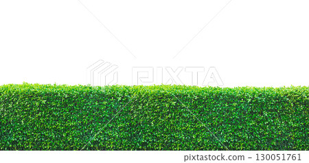 Tropical tree fences or walls, bushes, trees. Tropical tree fences or walls, bushes, trees. 130051761
