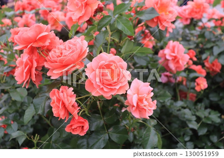 Roses proud 130051959