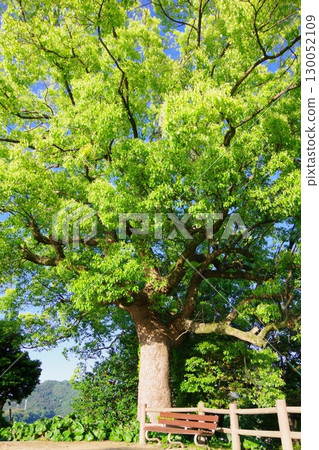 Camphor tree at the ruins of Kawanoe Castle, Shikokuchuo City, Ehime Prefecture Camphor tree at the ruins of Kawanoe Castle, Shikokuchuo City, Ehime Prefecture 130052109