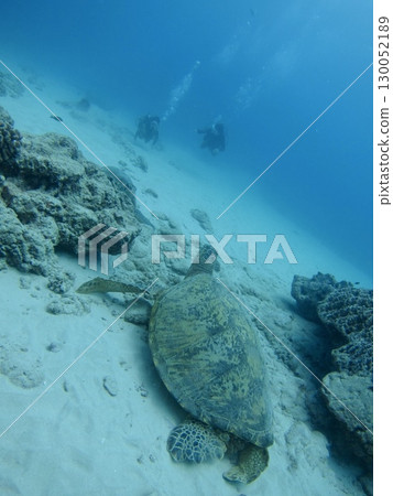 Two wild sea turtles and two divers encounter on the ocean floor in Hawaii. Design materials with themes of nature, creatures, and healing. Two wild sea turtles and two divers encounter on the ocean floor in Hawaii. Design materials with themes of nature, creatures, and healing. 130052189