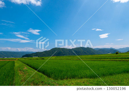 夏日清爽的田園風光 夏日清爽的田園風光 130052196