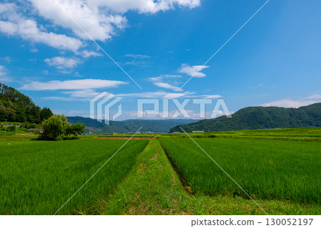 夏日清爽的田園風光 夏日清爽的田園風光 130052197