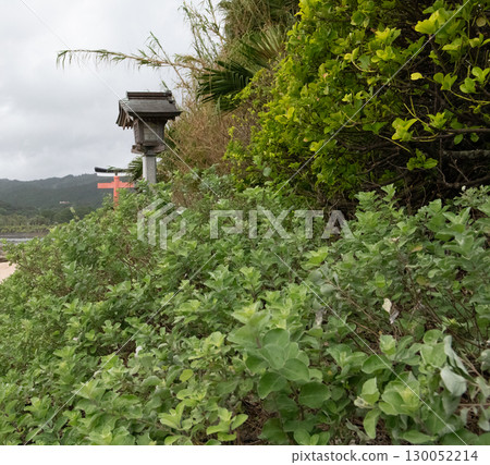 夏日鮮花環繞的鳥居 130052214
