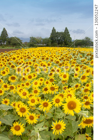 Summer sunflower field Summer sunflower field 130052247