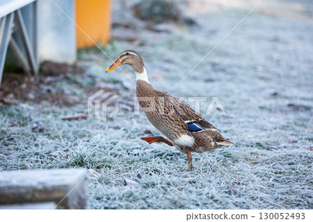 Indian Runner duck in permaculture garden, in winter 130052493
