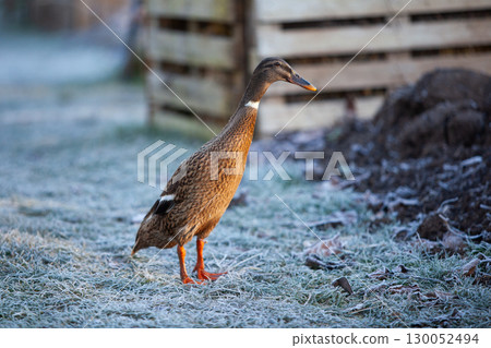 Indian Runner duck in permaculture garden, in winter 130052494