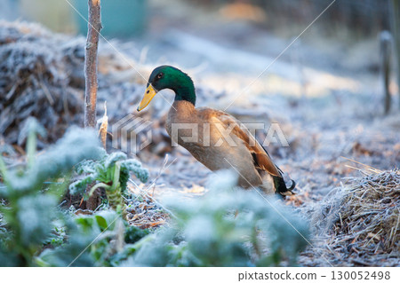 Indian Runner duck in permaculture garden, in winter Indian Runner duck in permaculture garden, in winter 130052498