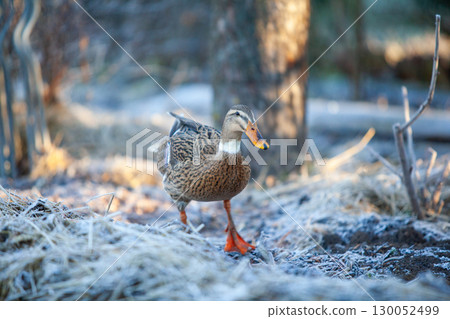 Indian Runner duck in permaculture garden, in winter Indian Runner duck in permaculture garden, in winter 130052499