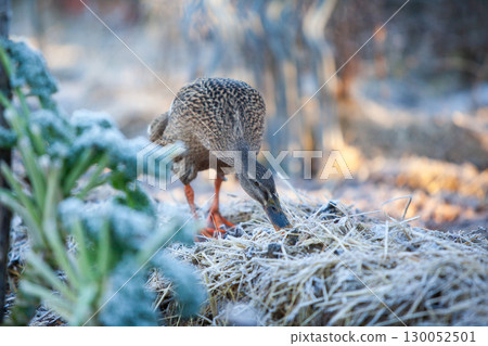 Indian Runner duck in permaculture garden, in winter 130052501