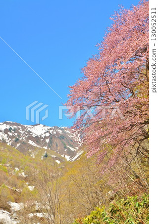Oyamazakura flowers blooming at the trailhead of Mt. Makihata in Minamiuonuma City, Niigata Prefecture, in early spring with remaining snow 130052511