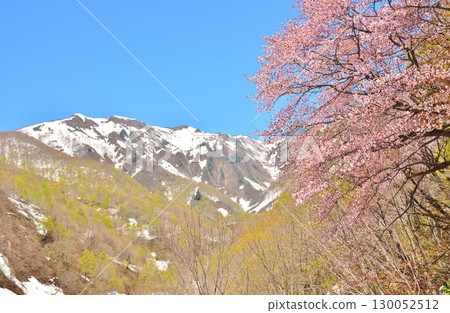 Oyamazakura flowers blooming at the trailhead of Mt. Makihata in Minamiuonuma City, Niigata Prefecture, in early spring with remaining snow 130052512