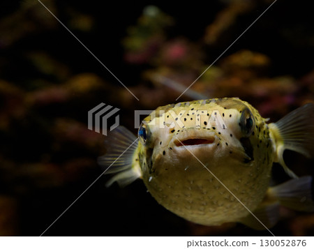 Frontal image of a boxfish's face 130052876