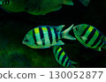 A school of striped fish swimming 130052877