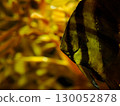 Profile of a tropical fish floating on a yellow background 130052878