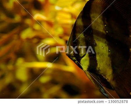 Profile of a tropical fish floating on a yellow background 130052878