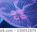 Detail of jellyfish observed at the aquarium 130052879