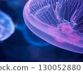 Detail of jellyfish observed at the aquarium 130052880