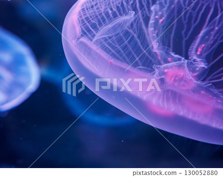 Detail of jellyfish observed at the aquarium 130052880