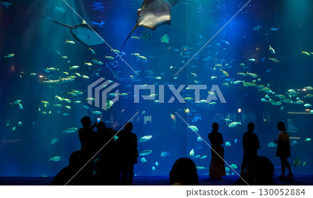 水族館的大水槽和遊客 130052884