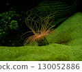 Observing sea anemones in an aquarium 130052886