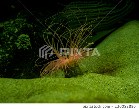 Observing sea anemones in an aquarium 130052886