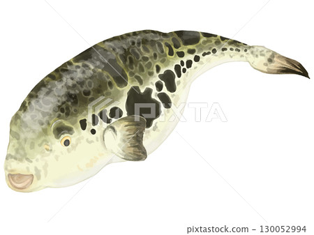 Realistic puffer fish illustration Realistic puffer fish illustration 130052994