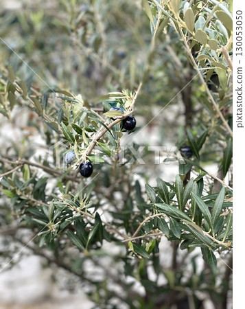 Olive tree branches with ripe black olives in natural setting Olive tree branches with ripe black olives in natural setting 130053050